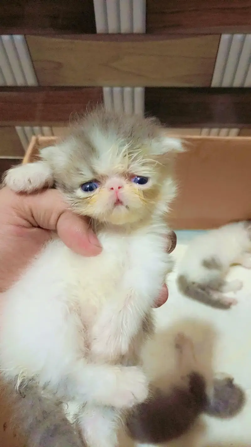 male cat available for sale. CFA quality kitten b availble hain. — photo 6