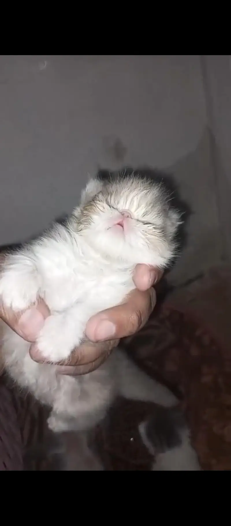 male cat available for sale. CFA quality kitten b availble hain. — photo 8