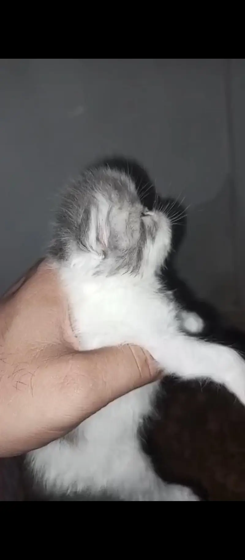 male cat available for sale. CFA quality kitten b availble hain. — photo 9