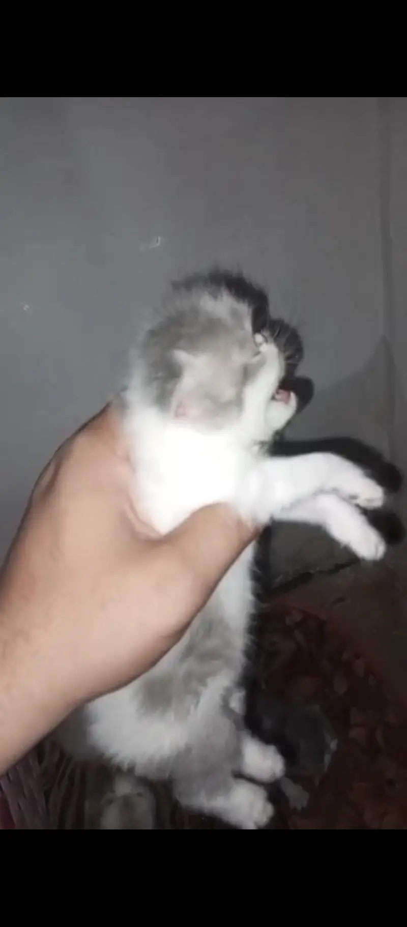male cat available for sale. CFA quality kitten b availble hain. — photo 10