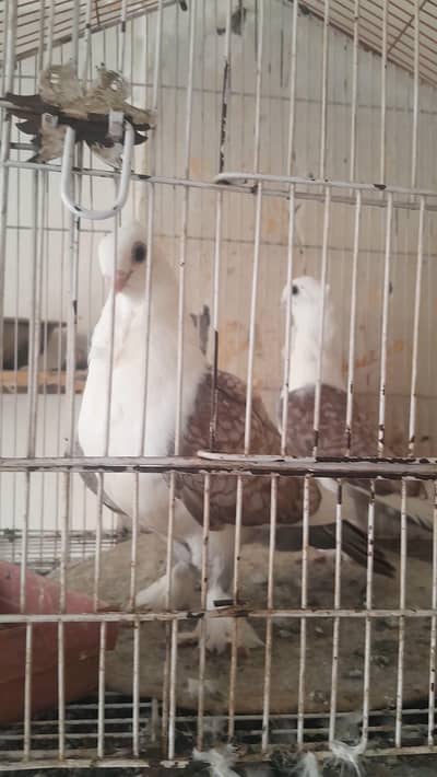 Two breeder pair for sale