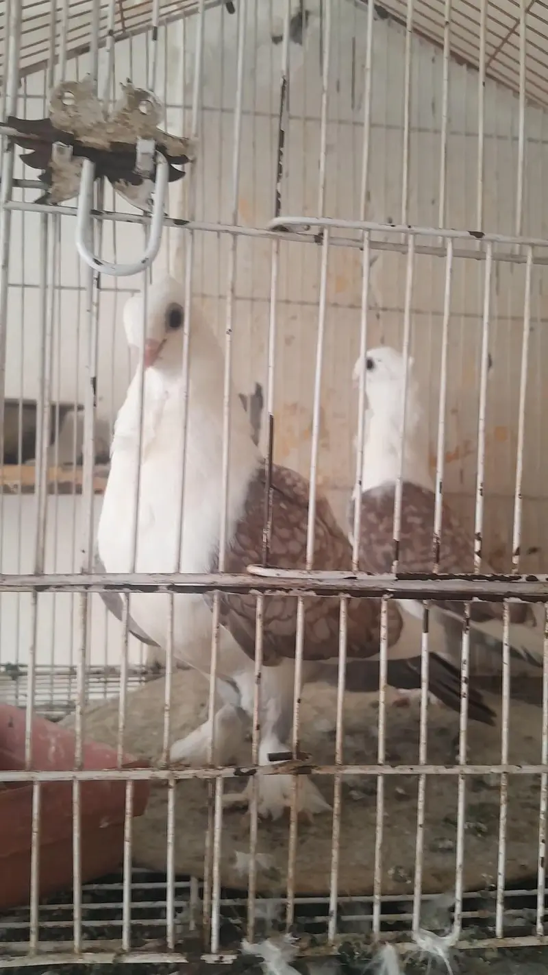 Two breeder pair for sale