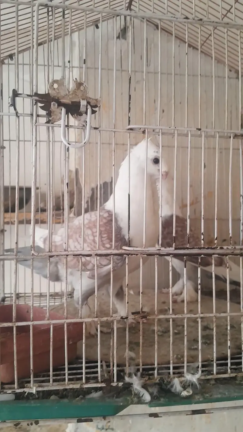 Two breeder pair for sale — photo 2