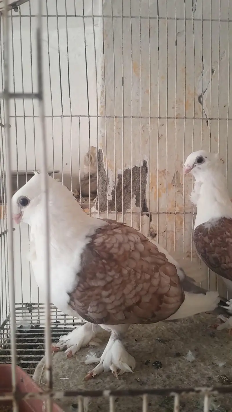 Two breeder pair for sale — photo 3