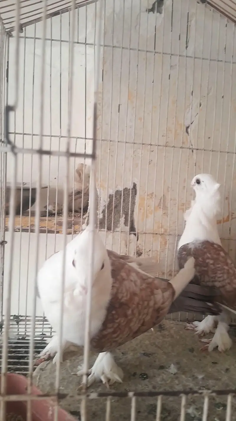 Two breeder pair for sale — photo 4