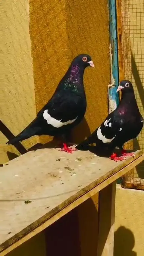 Two breeder pair for sale — photo 6