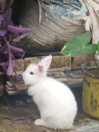 Lionhead dwarf bunnies and breeders