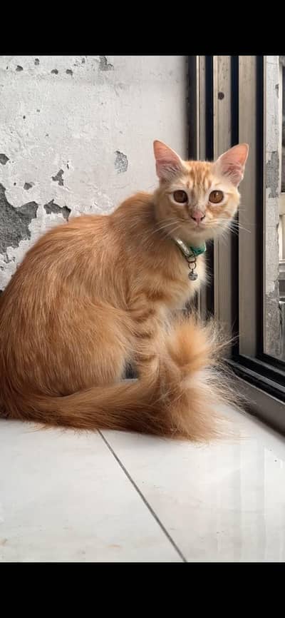  Beautiful Mother & Kitten Available
