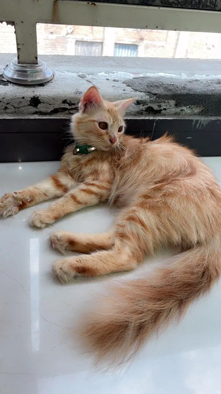 Beautiful Mother & Kitten Available — photo 2