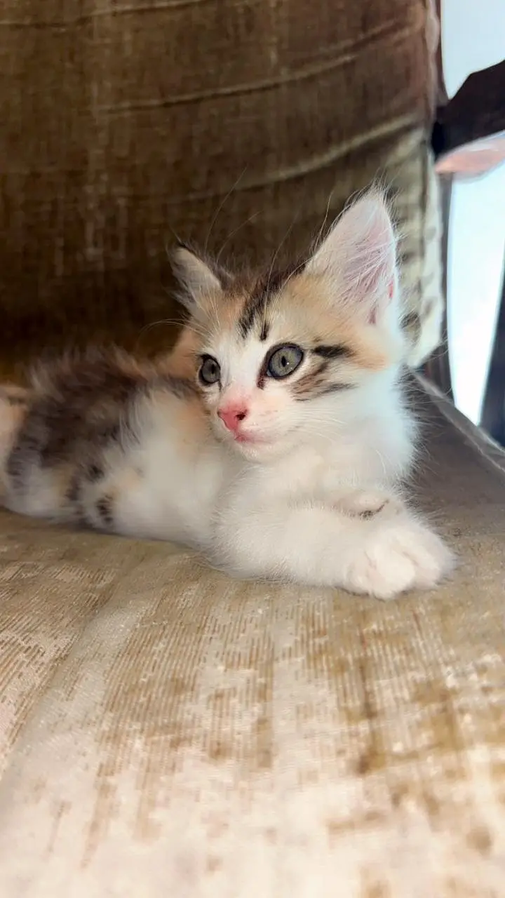  Beautiful Mother & Kitten Available — photo 3