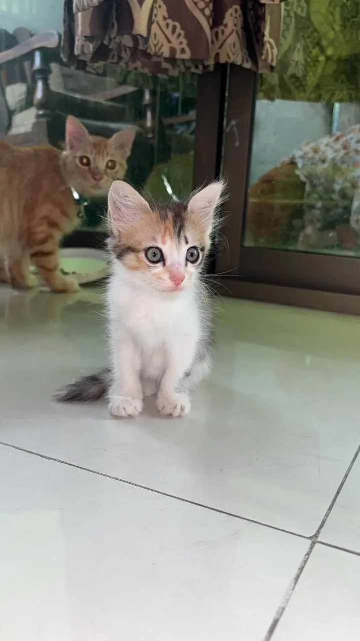  Beautiful Mother & Kitten Available — photo 4