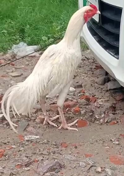 Heera Patha Sale