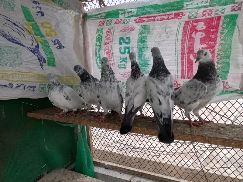 Shokeeno ka Shook — photo 8