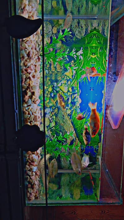 aquarium