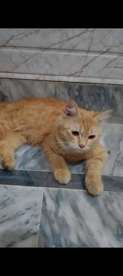 British Shorthair Cat