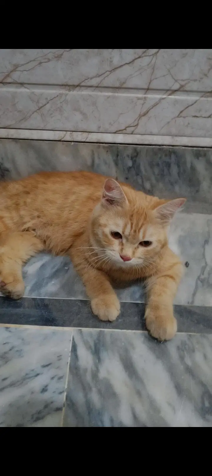 British Shorthair Cat — photo 2