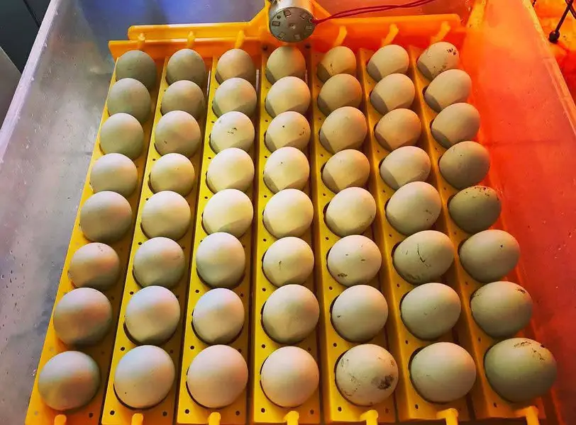 AUTOMATIC INCUBATOR — photo 2