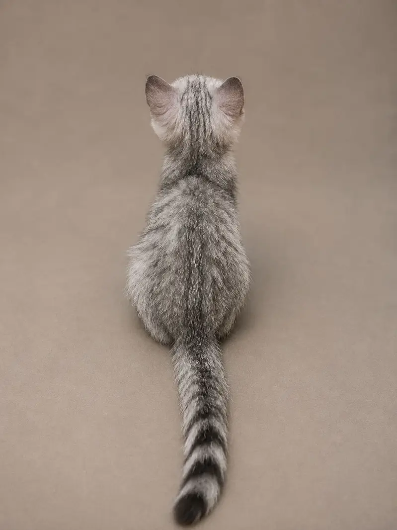 British Shorthair — photo 2