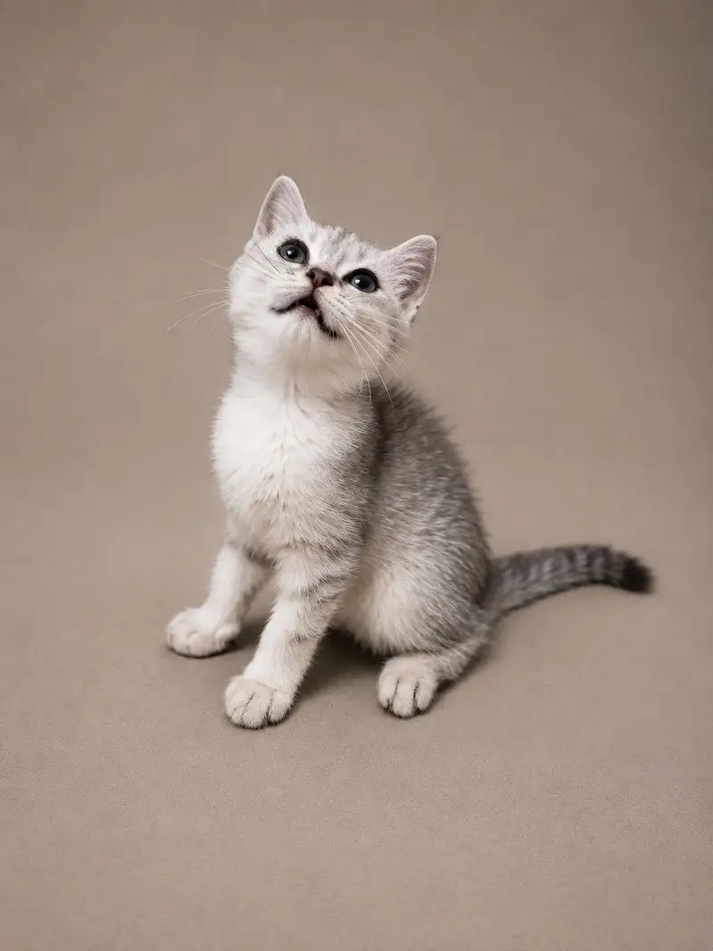 British Shorthair — photo 3