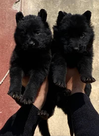 Black Shepherd puppies
