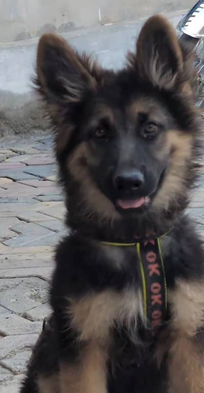 German shepherd puppies  in quetta