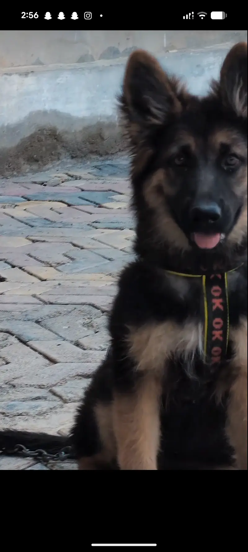 German shepherd puppies  in quetta — photo 2