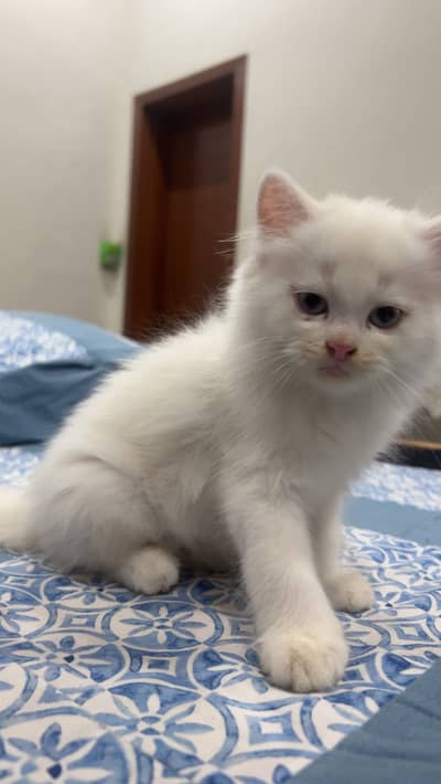 3x White Persian kittens for sale