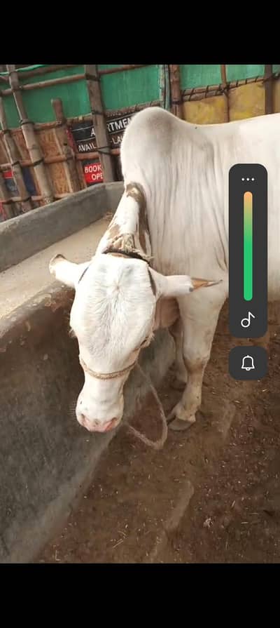 Gulabi male 03112341389