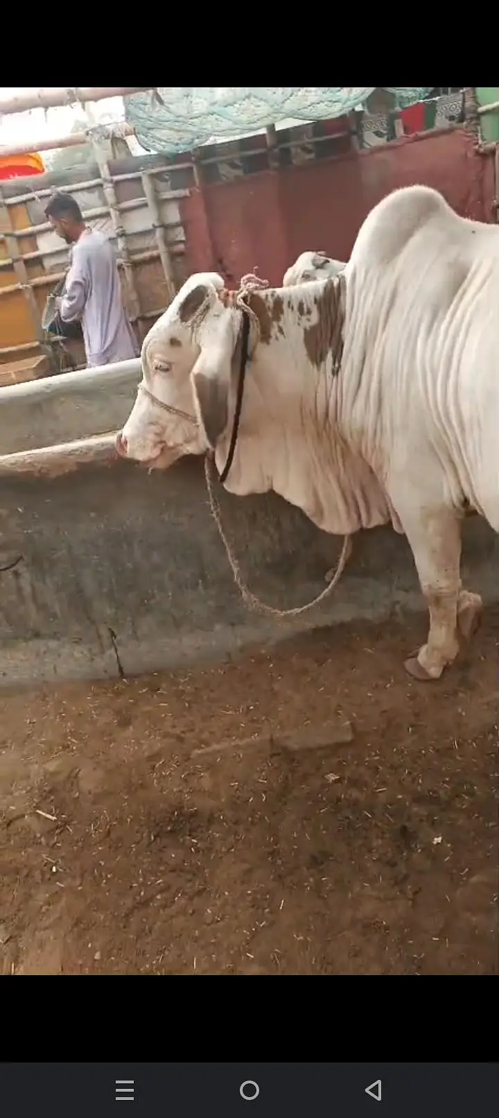 Gulabi male 03112341389 — photo 5