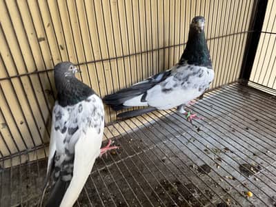 1 teddy pair and 1 single female for sale serious buyers contact