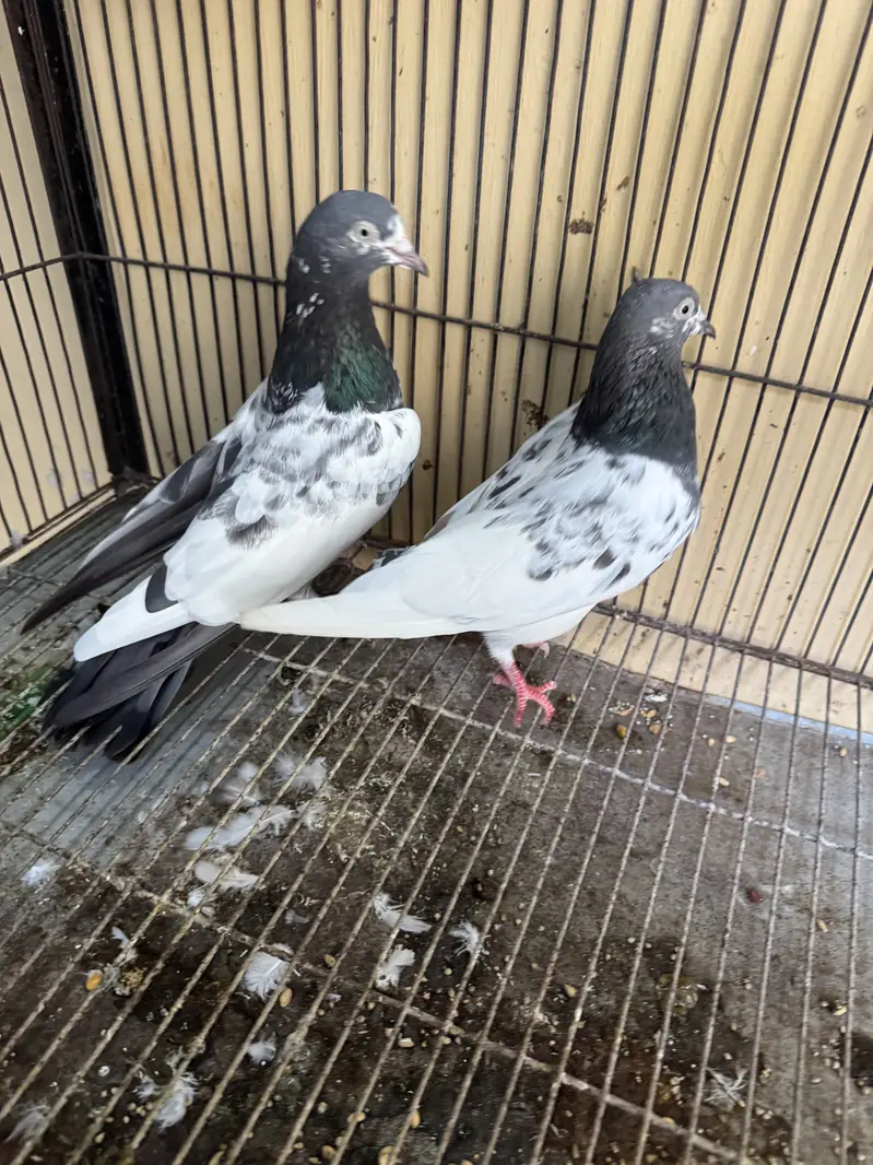 1 teddy pair and 1 single female for sale serious buyers contact — photo 2