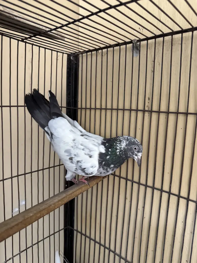 1 teddy pair and 1 single female for sale serious buyers contact — photo 3