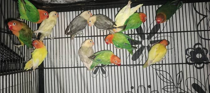 love birds healthy or active