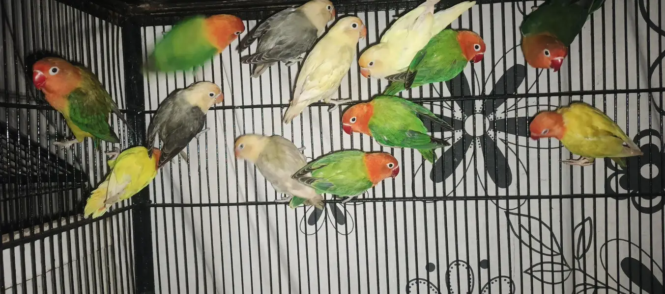 love birds healthy or active — photo 2