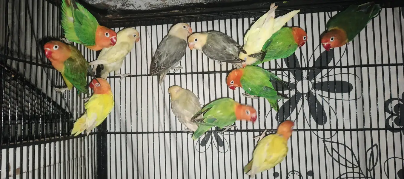 love birds healthy or active — photo 3