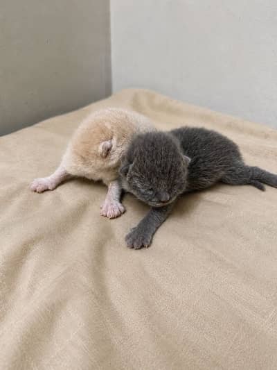 British Shorthair Grey / Lilac Kittens Available For Booking