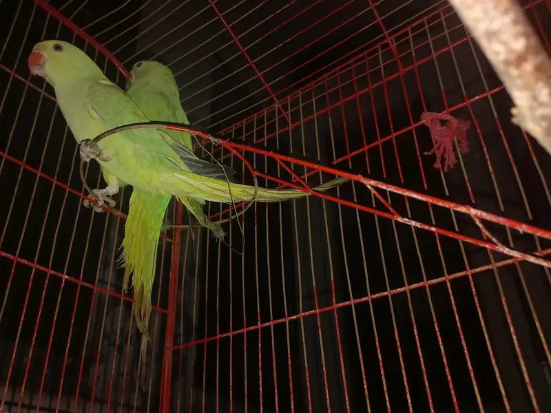 love birds, kashmiri parrots, australian parrts, jawa chirya — photo 3