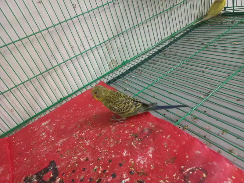 love birds, kashmiri parrots, australian parrts, jawa chirya — photo 5