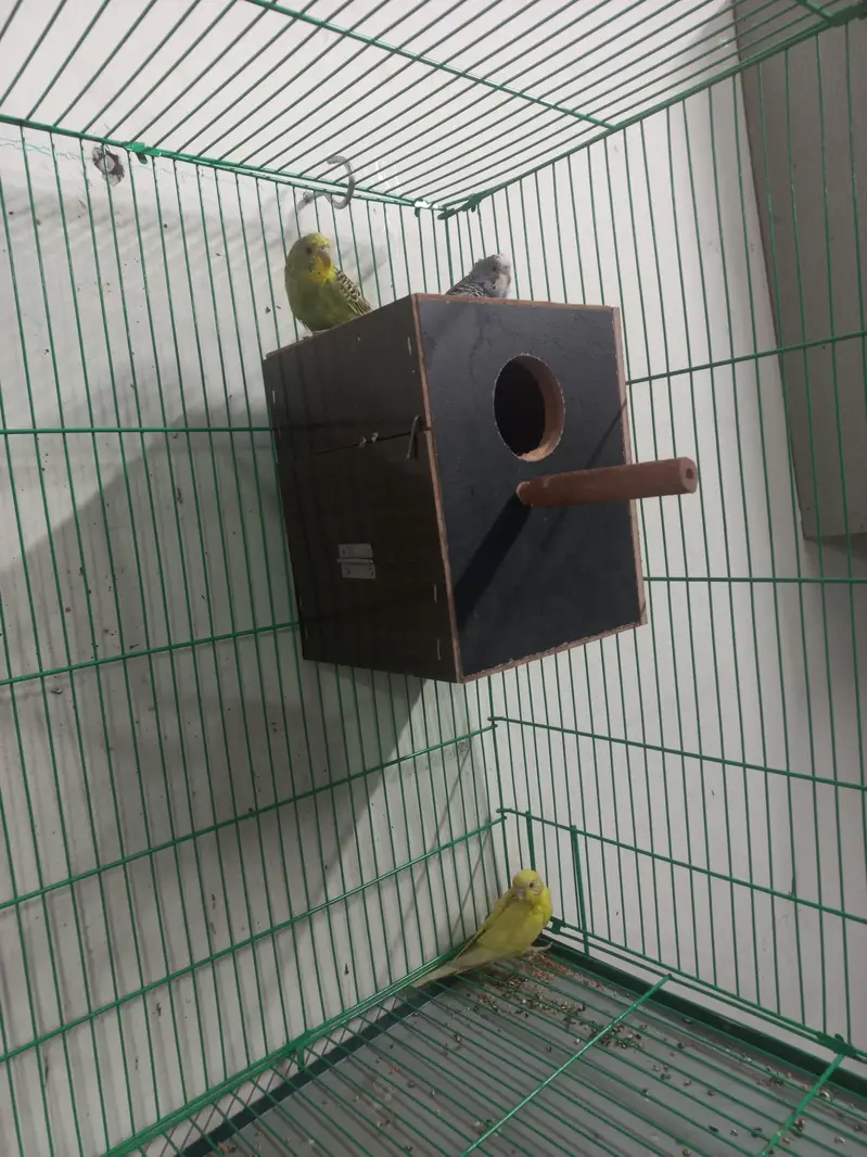 love birds, kashmiri parrots, australian parrts, jawa chirya — photo 6