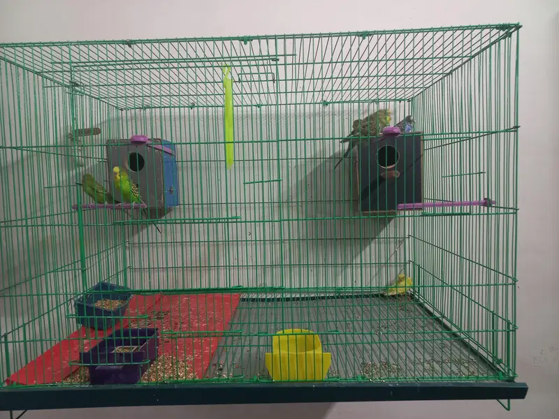love birds, kashmiri parrots, australian parrts, jawa chirya — photo 9
