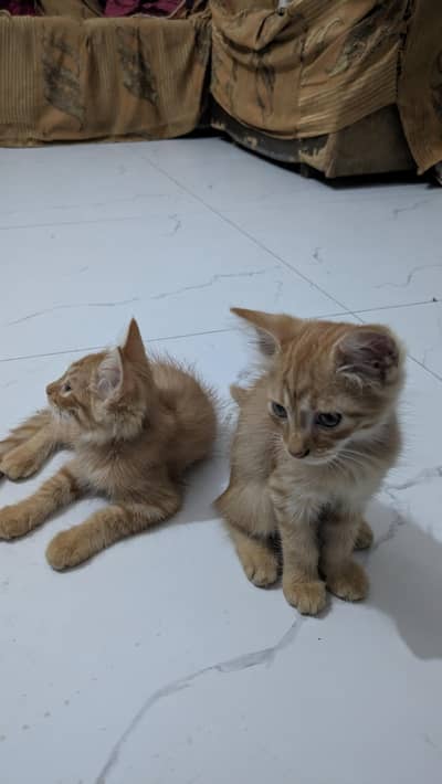 Persian cats