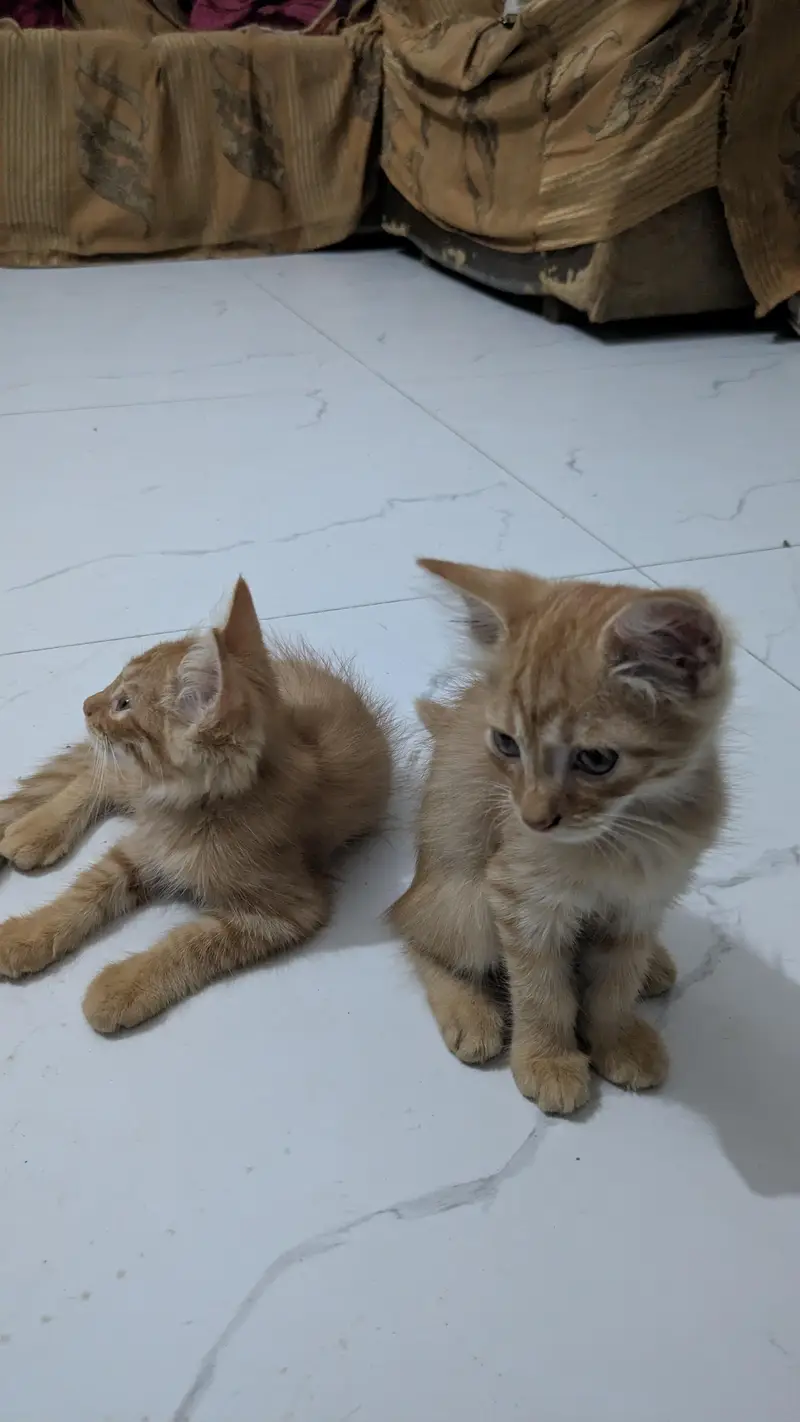 Persian cats — photo 2