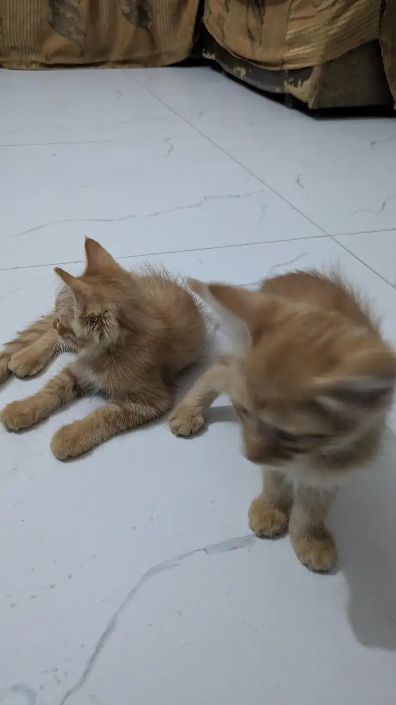 Persian cats — photo 3