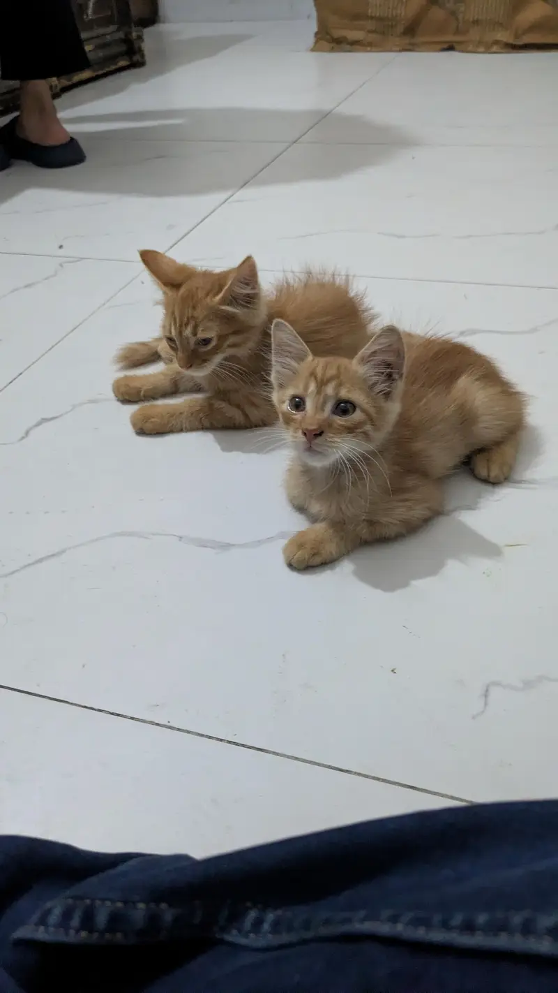 Persian cats — photo 4