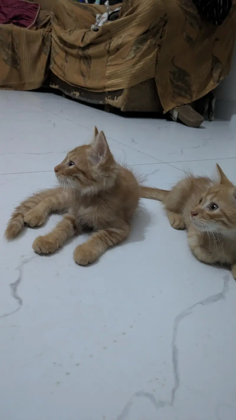 Persian cats — photo 5