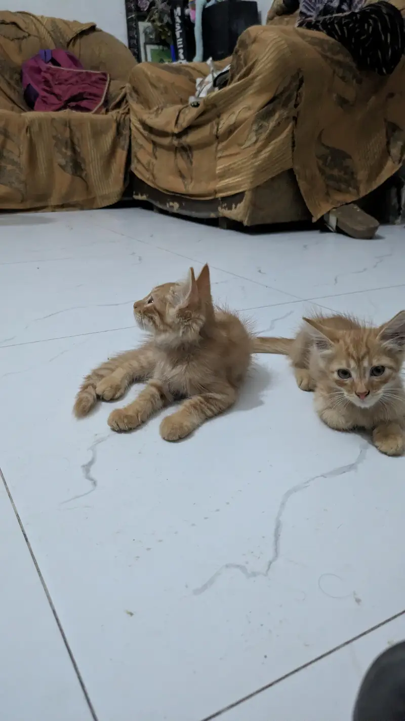 Persian cats — photo 6