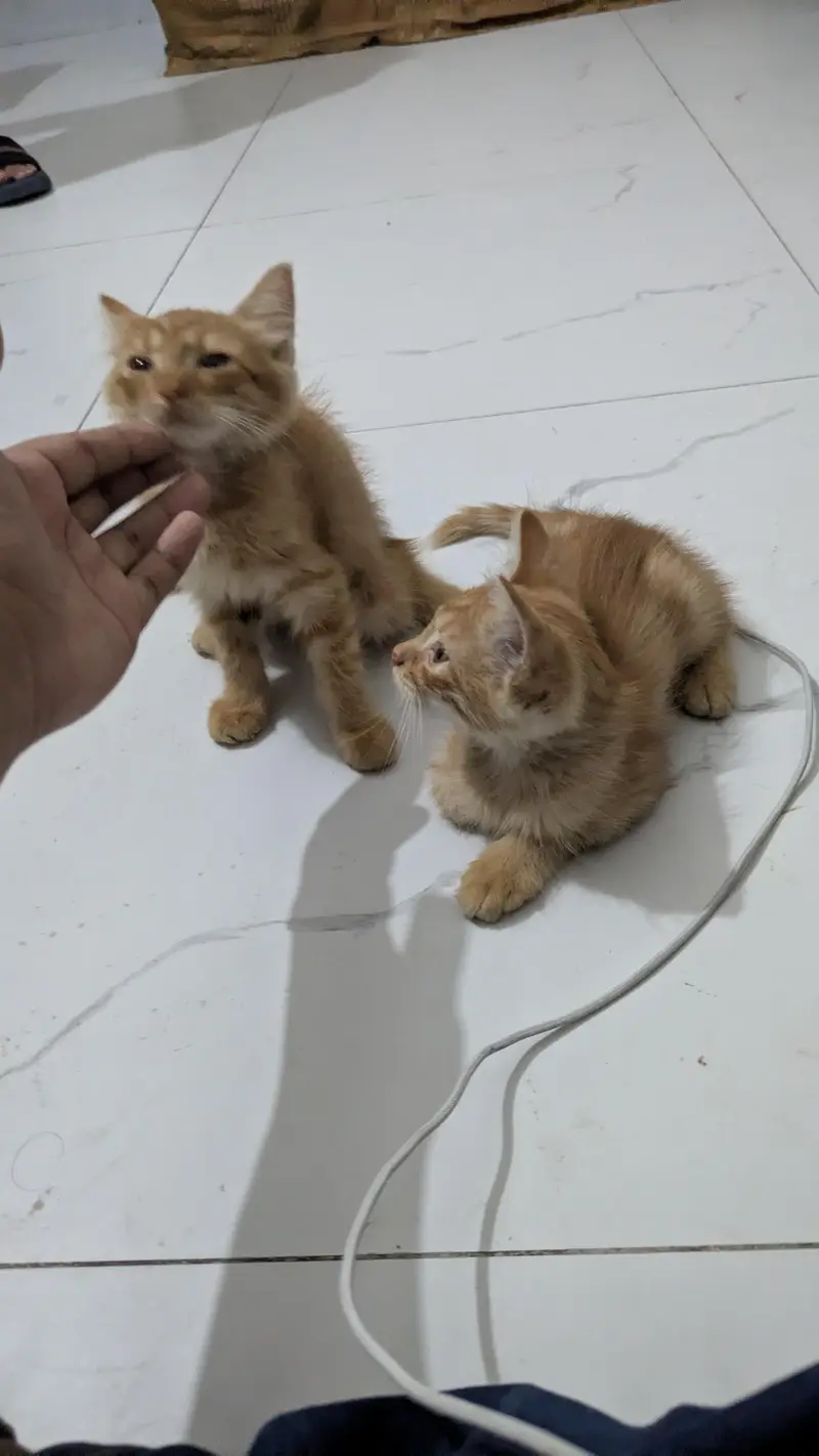 Persian cats — photo 7