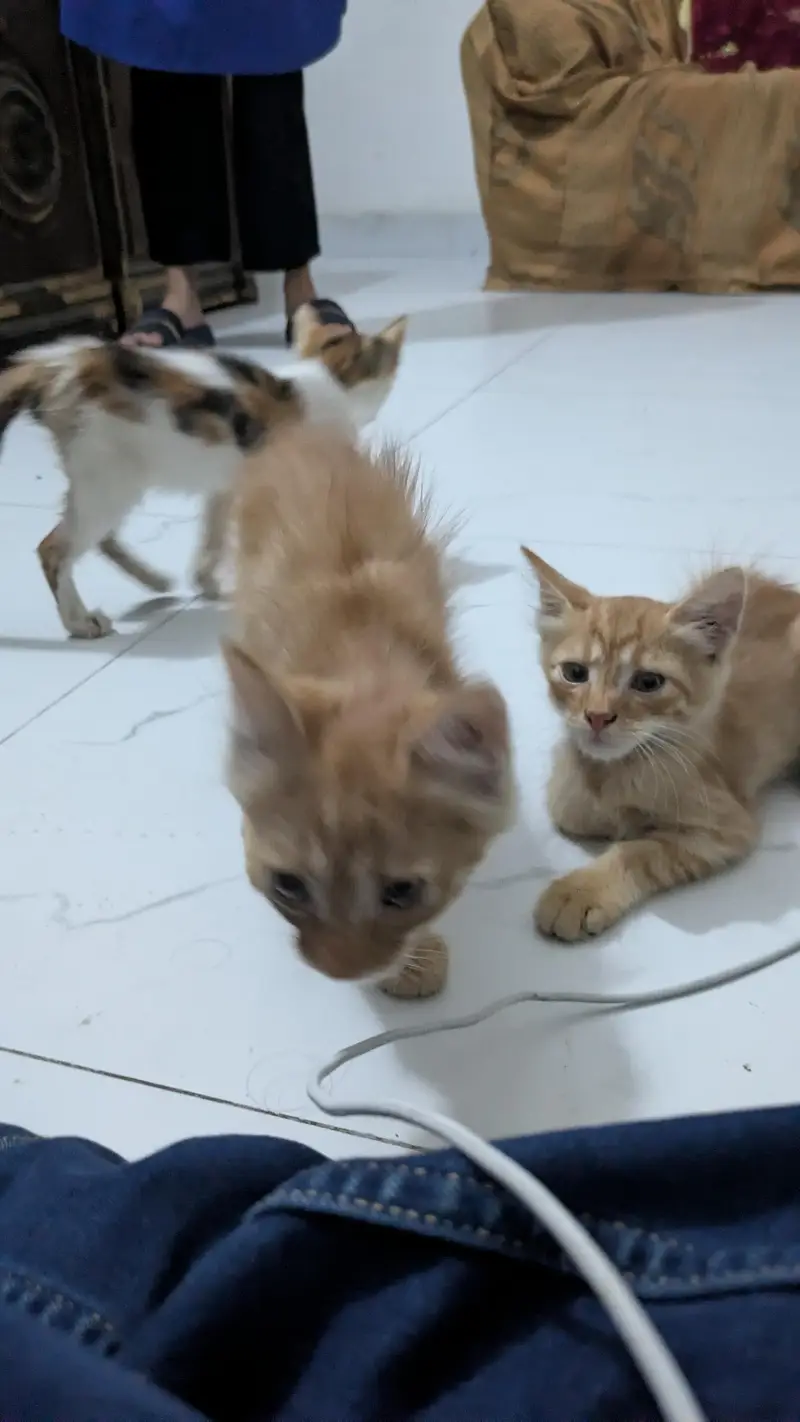 Persian cats — photo 8