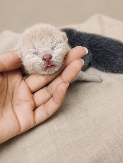 British Shorthair Grey Lilac Kitten