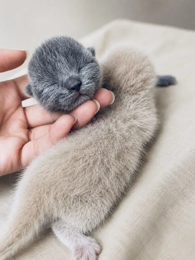 British Shorthair Grey Lilac Kitten — photo 2
